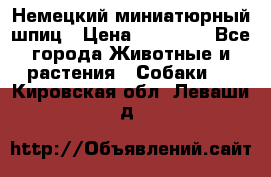 Немецкий миниатюрный шпиц › Цена ­ 60 000 - Все города Животные и растения » Собаки   . Кировская обл.,Леваши д.